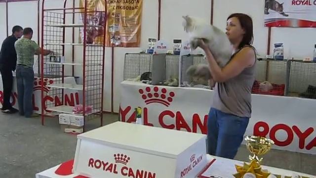 Невский маскарадный кот на выставке смотреть онлайн