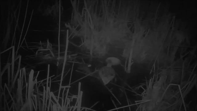 НЕ ПОКУПАЙ БОБРОВУЮ СТРУЮ ! НА РЫБАЛКУ ЗА БОБРОМ.... смотреть онлайн