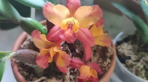 C. Tangerine Fire "Mini Sun"