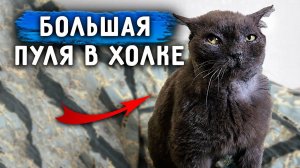 У Кокосика Пуля в холке. Ричи не приходит в себя после операции.  Затягивается рана Томаса.