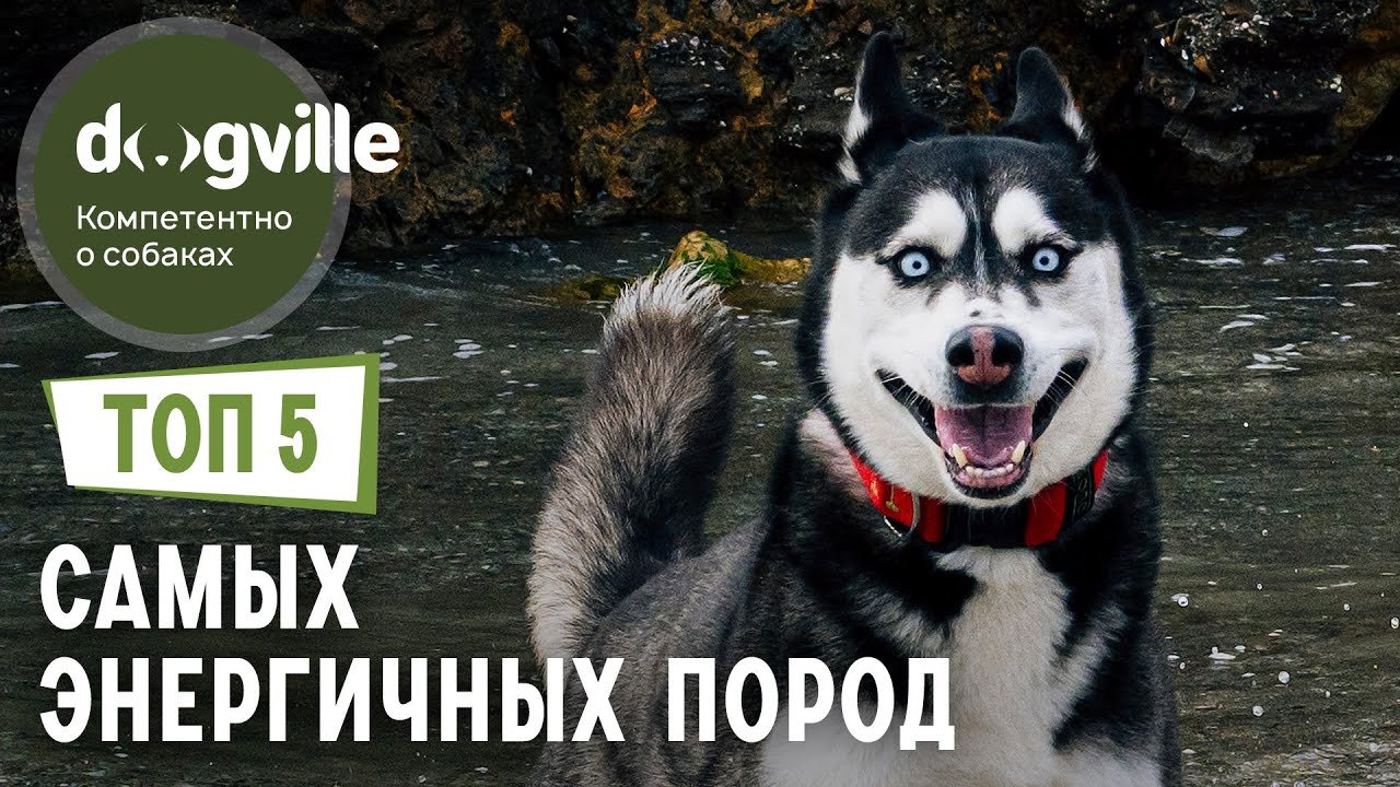 ТОП 5 Самых ЭНЕРГИЧНЫХ пород собак