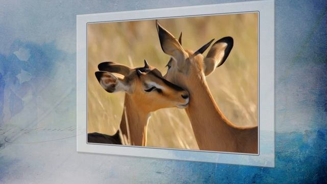 Животные дикой природы.mp4