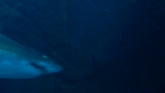 VLOG: Аквариум в Dubai Mall - самый большой аквариум в мире! смотреть онлайн