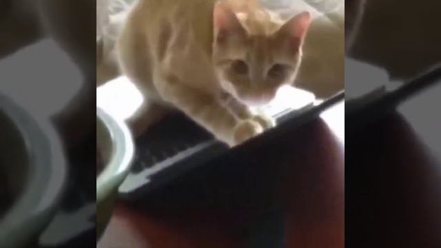 Funniest Animals ? - Best Of The 2020 Funny Animal Videos ? - Cutest Animals E (1)
