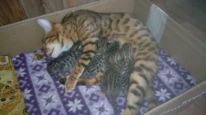 Золото Бенгалов питомник бенгальских кошек Екатеринбурга