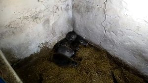 ОПТИМАЛЬНОЕ КОЛИЧЕСТВО САМОК ДЛЯ СОЗДАНИЯ СЕМЬИ НУТРИЙ