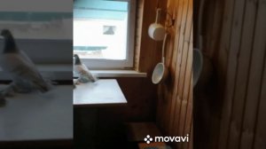 Голуби Бузулука {Таликов С. В}