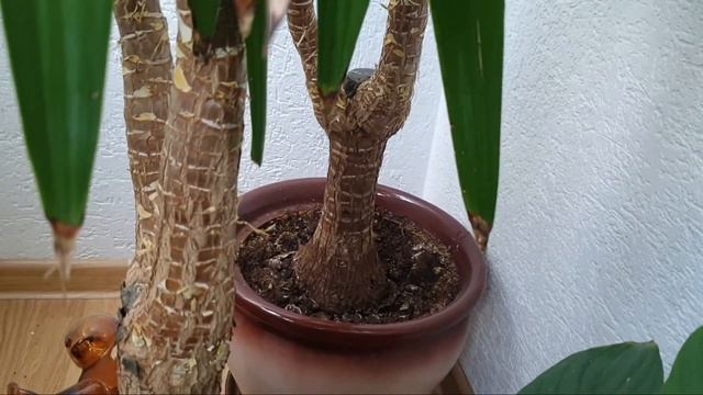 Юкка. Как я ухаживаю за растением. смотреть онлайн