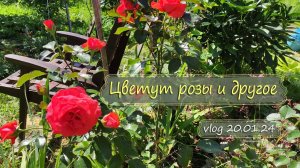 Цветут розы и другое | Vlog Дача как есть 5.07.2024. Моя розовая коллекция
