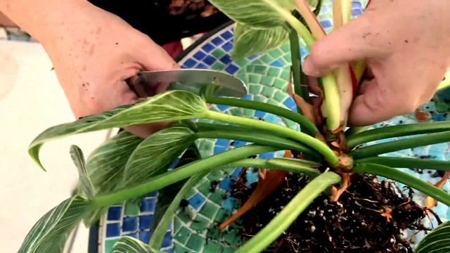 PROPAGATING MY PHILODENDRON BIRKIN || How to Propagate a Philodendron Birkin @theplantingbug2045 смотреть онлайн
