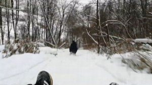 На санях и снегокатах в лесу.