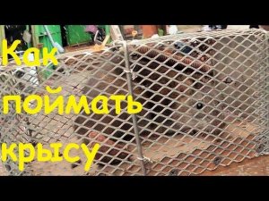 Самодельная супер мышеловка, крысоловка