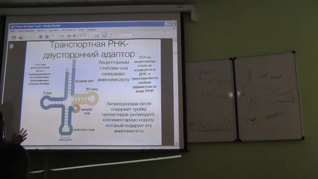 Молекулярная биология. Лекция 8. Часть 1. Никитин Д. М. edit смотреть онлайн