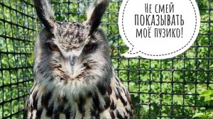 Визит совы Ёлки в дом на время покоса её вольера. Пухнявая гусеница и маленький синий цветок