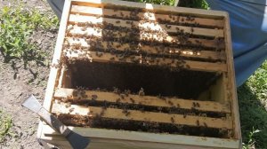 ФОРМИРОВАНИЕ НОВОЙ ПЧЕЛОСЕМЬИ. "НАЛЁТ НА МАТКУ".