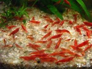 Креветки в аквариуме содержание с рыбами! Креветки аквариумные Черри, вишня, неокардинки.