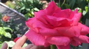Эта роза, 16 лет в моем саду! Одна из первых.