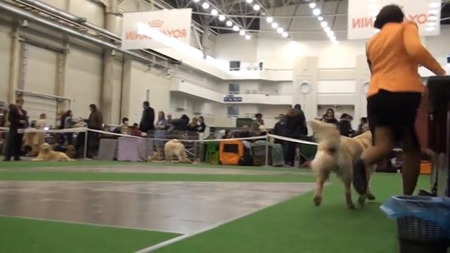 Выставка CACIB Киев 15 12 2013 смотреть онлайн