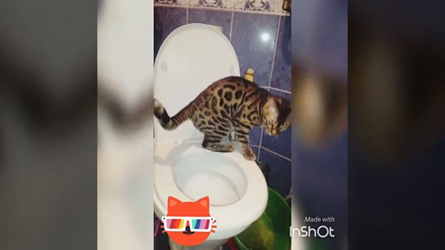 Кот ходит на унитаз