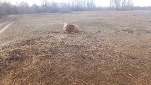 Сколько лет надо держать быка на племя?