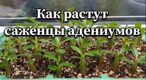 Как растут малыши адениумы? Посадила много черенков. 13 марта 2024 г.