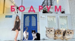 Греческие улочки Бодрума|Коты| Атмосферные кафешки