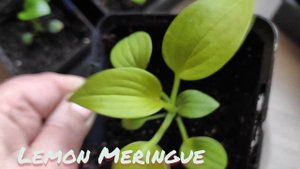 Хоста из семян...обзор сеянцев разных сортов, от жёлтых до стрекетных...#изсемян #hosta #размножени