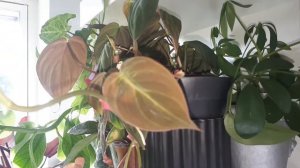 Plant Tour - Variegated Monstera, Variegated Syngonium, Philodendron Micans and Florida Ghost etc 🌿