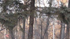 Кавалерово