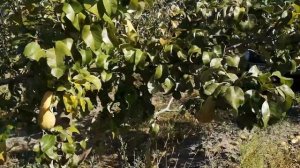 Груша Конференция на карликовом подвое ИС2-10