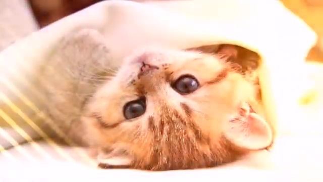 песня" Киса ,киса мяу, мяу" смотреть онлайн