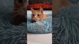 Сколько живут кошки? #shorts