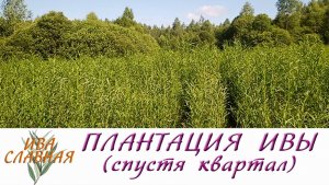 Ива Славная: Плантация ивочки - спустя квартал (16.07.2023)