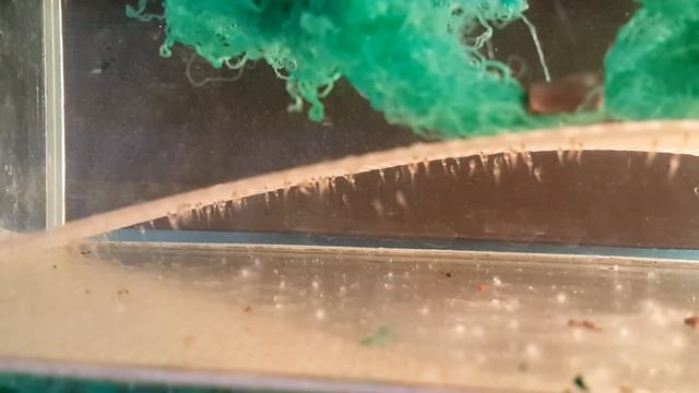 красный суматранский барбус глофиш, Barbus tetrazona red GLOFISH, аквариумные рыбки смотреть онлайн