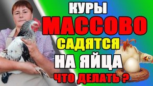 Куры массово садятся на яйца. ЧТО ДЕЛАТЬ?