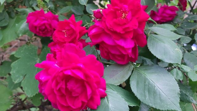 Test 4k 60fps