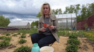 Как победить одуванчики на клубничных грядках и газоне, когда нет времени полоть.