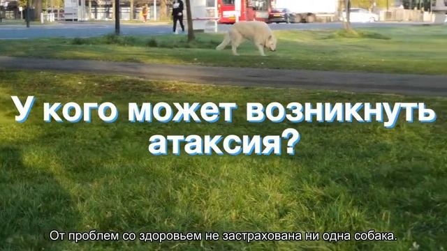 Нарушение координации у собак