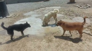 Жара страшная. Собачки купаются в луже. Эх, надо бы нам бассейн чик построить. #приютдлясобак