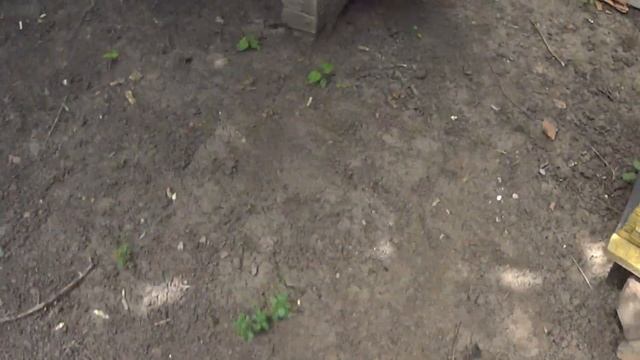 Отводки пчёл.Разделяю пчел 2 .Полезно для начинающих пчеловодов.пчелы на даче! смотреть онлайн