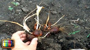 ИЮНЬ СРОЧНО ВЫКАПЫВАЕМ ЛУКОВИЦЫ ТЮЛЬПАНОВ