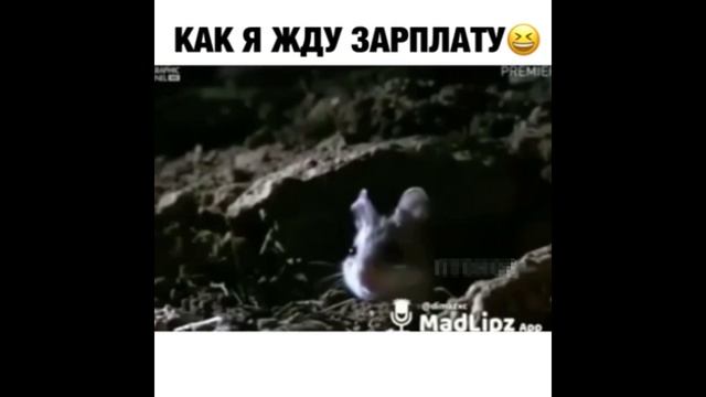 Жду зарплату прикол картинки