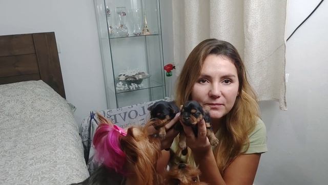 Щенки Йорка. Первые дни жизни. смотреть онлайн