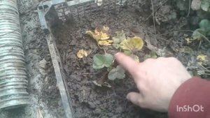 УЗВ в работе. Раки+клубника.