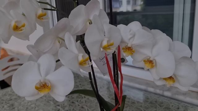 СДЕЛАЙТЕ ТАК И ОНА ВАС УДИВИТ.ПРОСТОЙ УХОД ЗА ОРХИДЕЙ ЧТО БЫ ЦВЕЛА.ПОЧЕМУ СОСЕДИ ВЫКИНУЛИ МОЙ ЦВЕТО