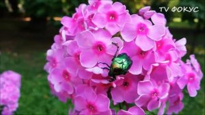 Флоксы. Цветочная феерия. Краски лета 2019. Киев. 29.07.2019.