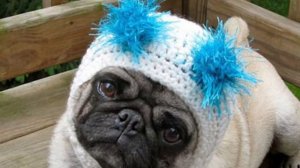 Мопсы + шапки = МОПСЫ В ШАПКАХ !!!!