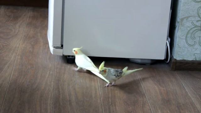 Кореллы Пчёлка и Лютик гуляют по полу / Paigle and Honeybee the cockatiels on a walk смотреть онлайн