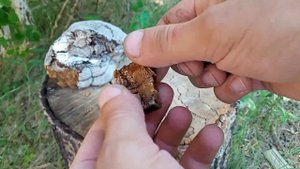 100% народное средство от комаров и мошек