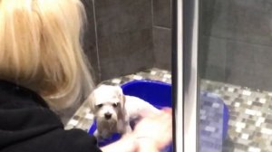 КАК КУПАТЬ ЩЕНКА? КУПАНИЕ МАЛЬТЕЗЕ